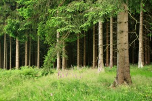 Forestry Commission: Visitor Counter Equipment (Award)