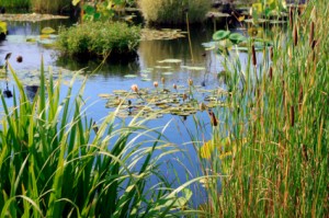 Wetlands