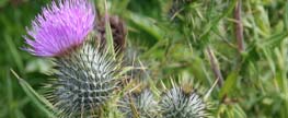 thistle-263x108