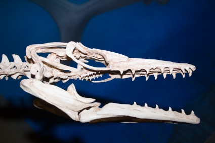 Natural History Museum: Bronze Diplodocus and Hypsilophodon Models (Prior Notice)