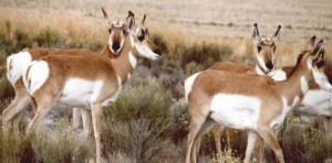 Pronghorn antelope