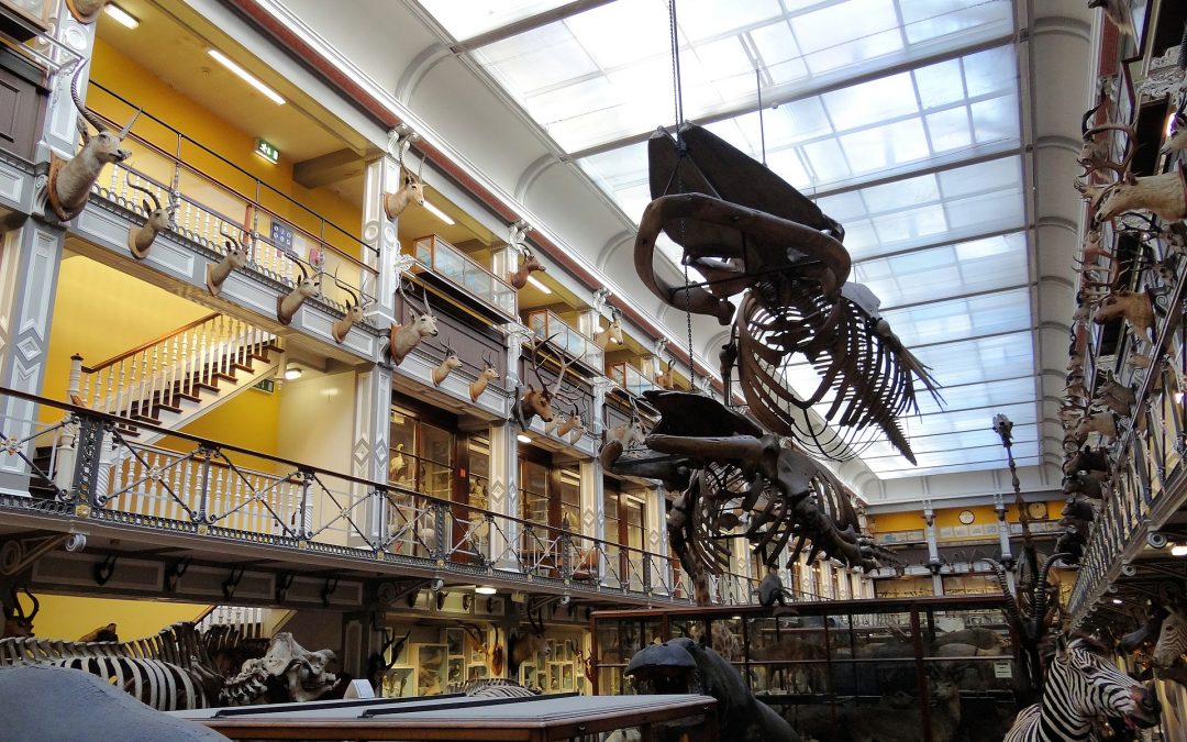 National Museum of Ireland – Natural History, Dublin