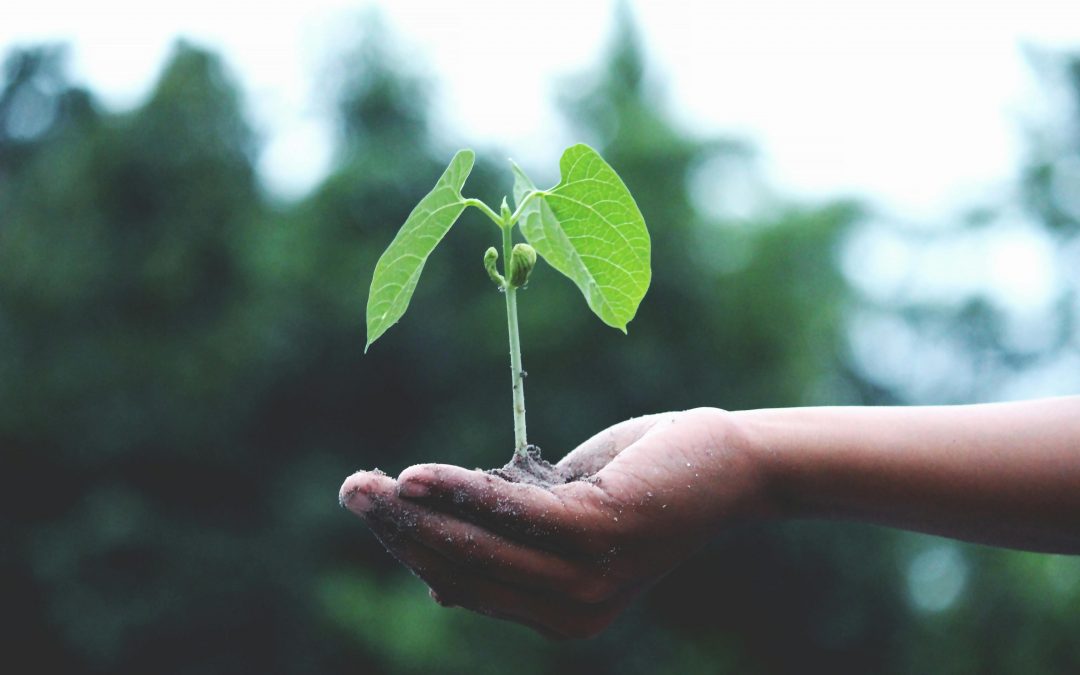 UK/Ireland: National Lottery Heritage Fund Opens Applications for Sustainable Project of the Year Award