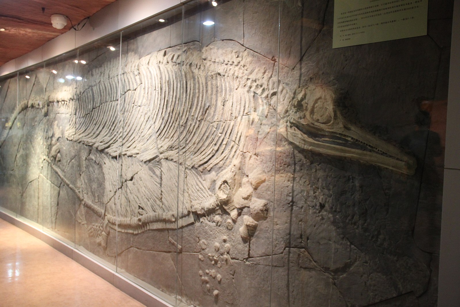 Rutland County Council: De-jacketing, Conservation, Preparation, Mounting & Digitisation of the Fossil Rutland Ichthyosaur